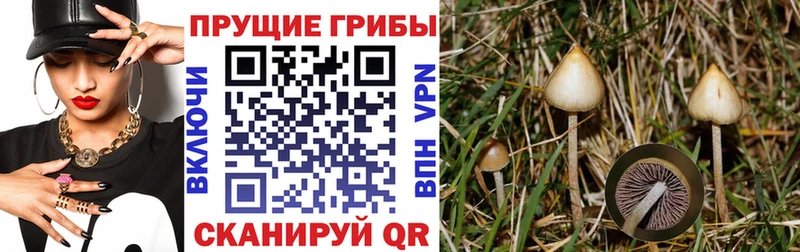 Псилоцибиновые грибы Psilocybine cubensis  omg   Арсеньев  наркошоп 